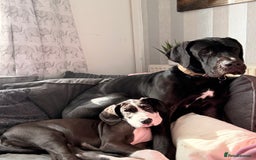 Great Dane dogs for sale: Kc reg female Great Dane 5 months old  - Advert 4