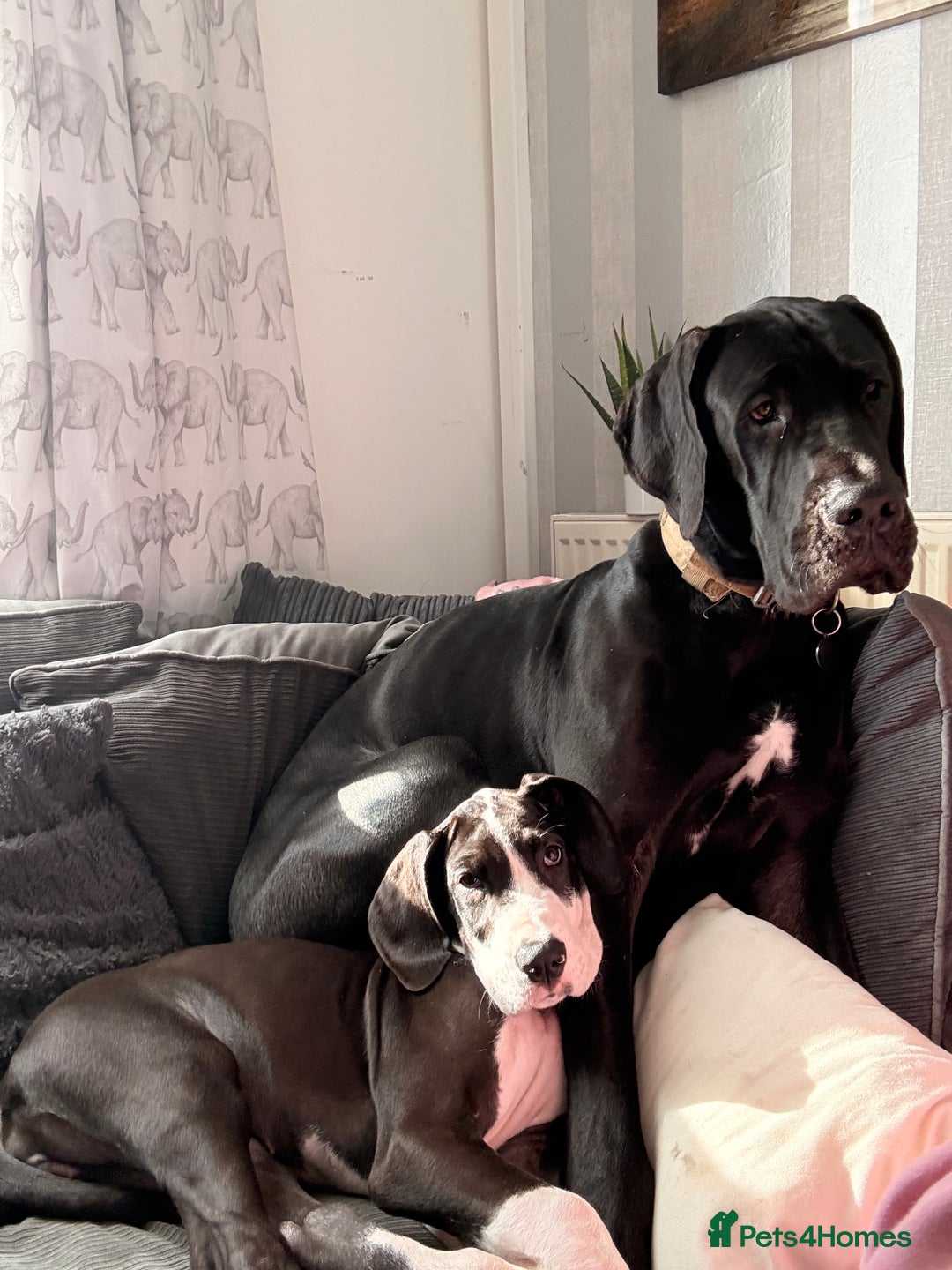 Great Dane dogs for sale: Kc reg female Great Dane 5 months old  - Advert 4