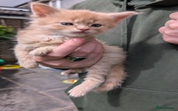 Maine Coon cats for sale: 5 Beautiful Maine Coon kittens available! 😻 - Image 2