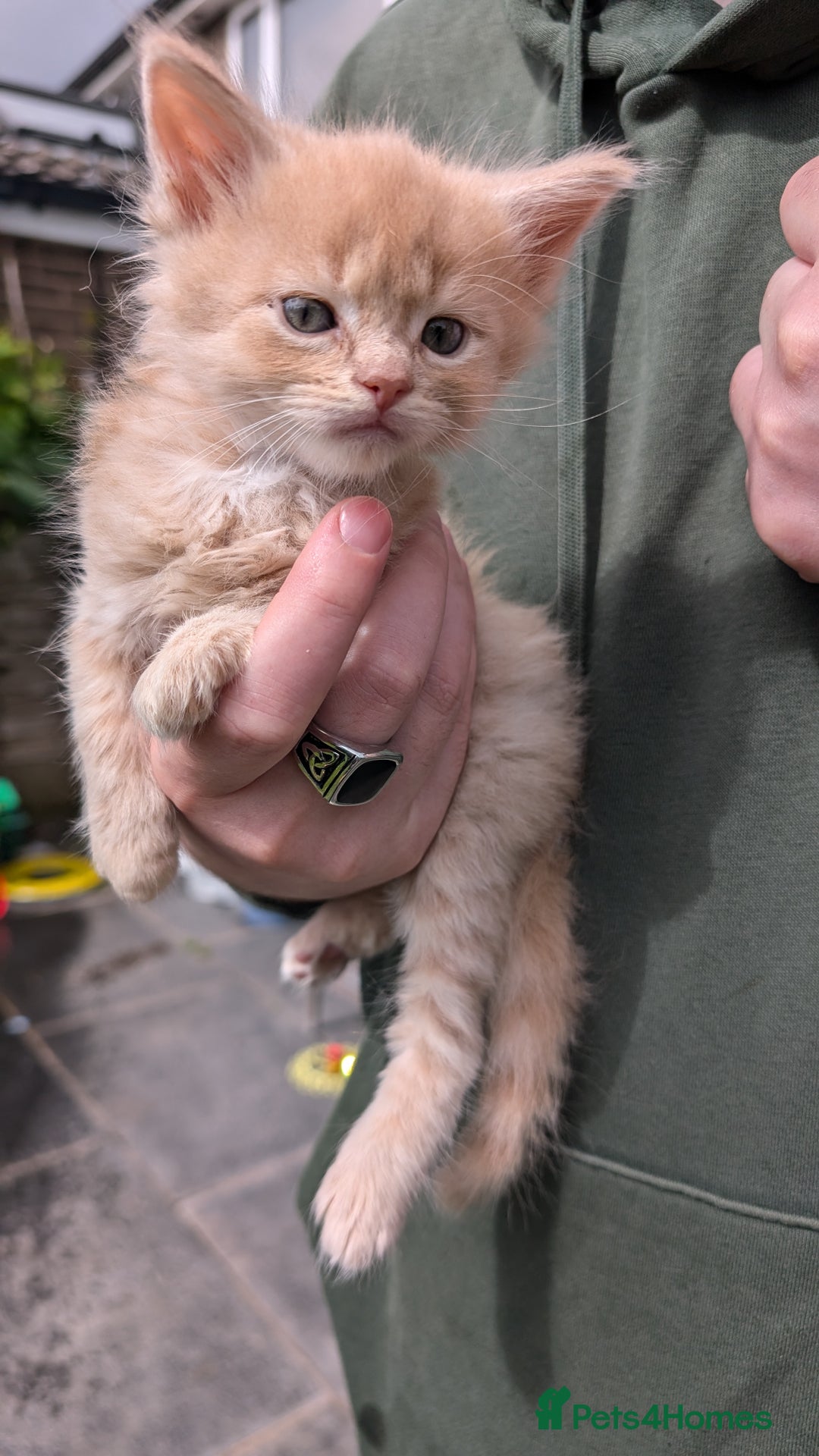 Maine Coon cats for sale: 5 Beautiful Maine Coon kittens available! 😻 - Image 2