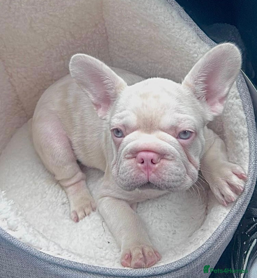 French Bulldog dogs for sale: Caramel Pink Husky Koi Male Puppy - Advert 8