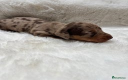 Miniature Dachshund dogs for sale: Smooth Miniature Dachshund Puppies  - Image 4