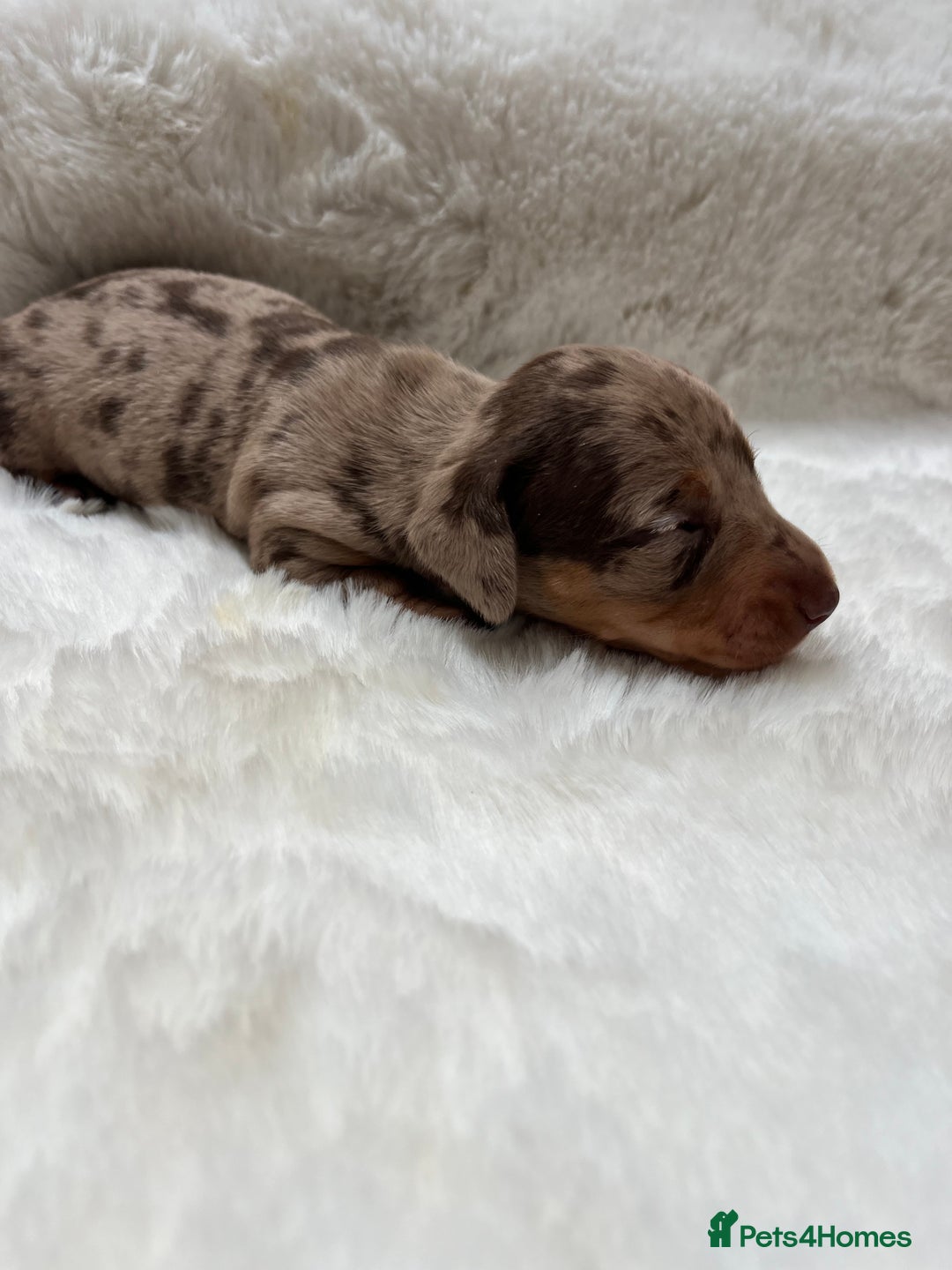 Miniature Dachshund dogs for sale: Smooth Miniature Dachshund Puppies  - Image 4
