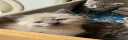 Mixed Breed cats for sale: Beautiful Siberian Mix Kittens  - Advert 14