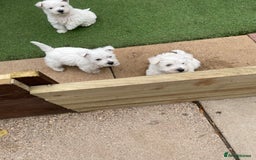 West Highland Terrier dogs for sale: West highland terrier  - Image 8