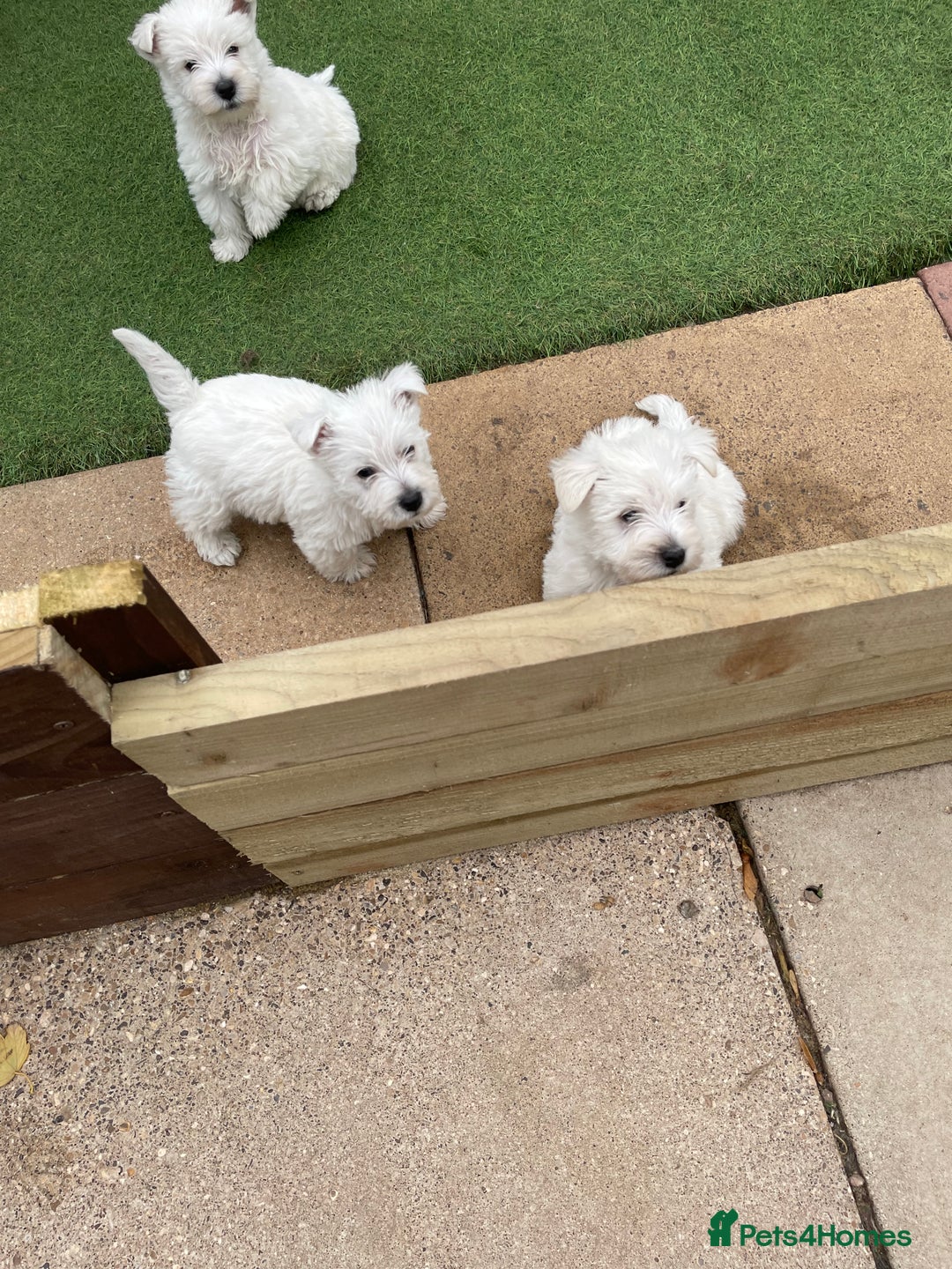 West Highland Terrier dogs for sale: West highland terrier  - Image 8