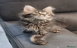 Maine Coon cats for sale: GCCF Pedigree Maine Coon Kittens for sale  - Image 3
