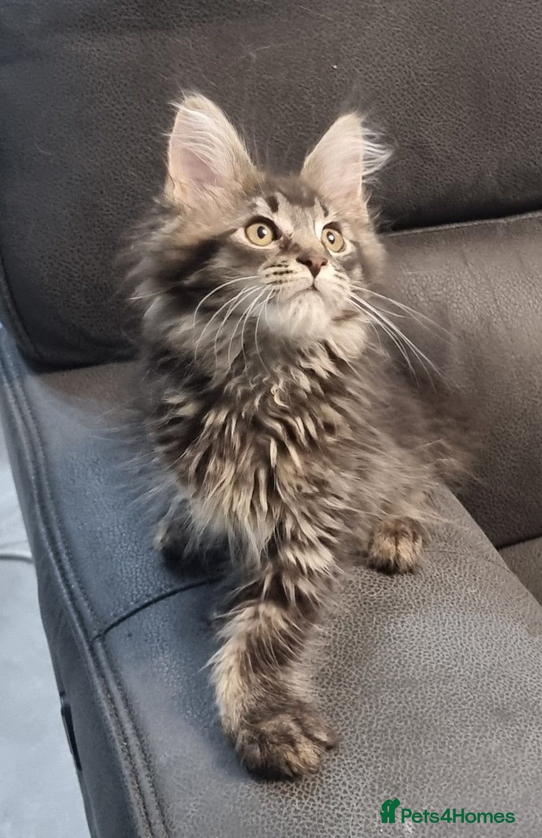 Maine Coon cats for sale: GCCF Pedigree Maine Coon Kittens for sale  - Image 3