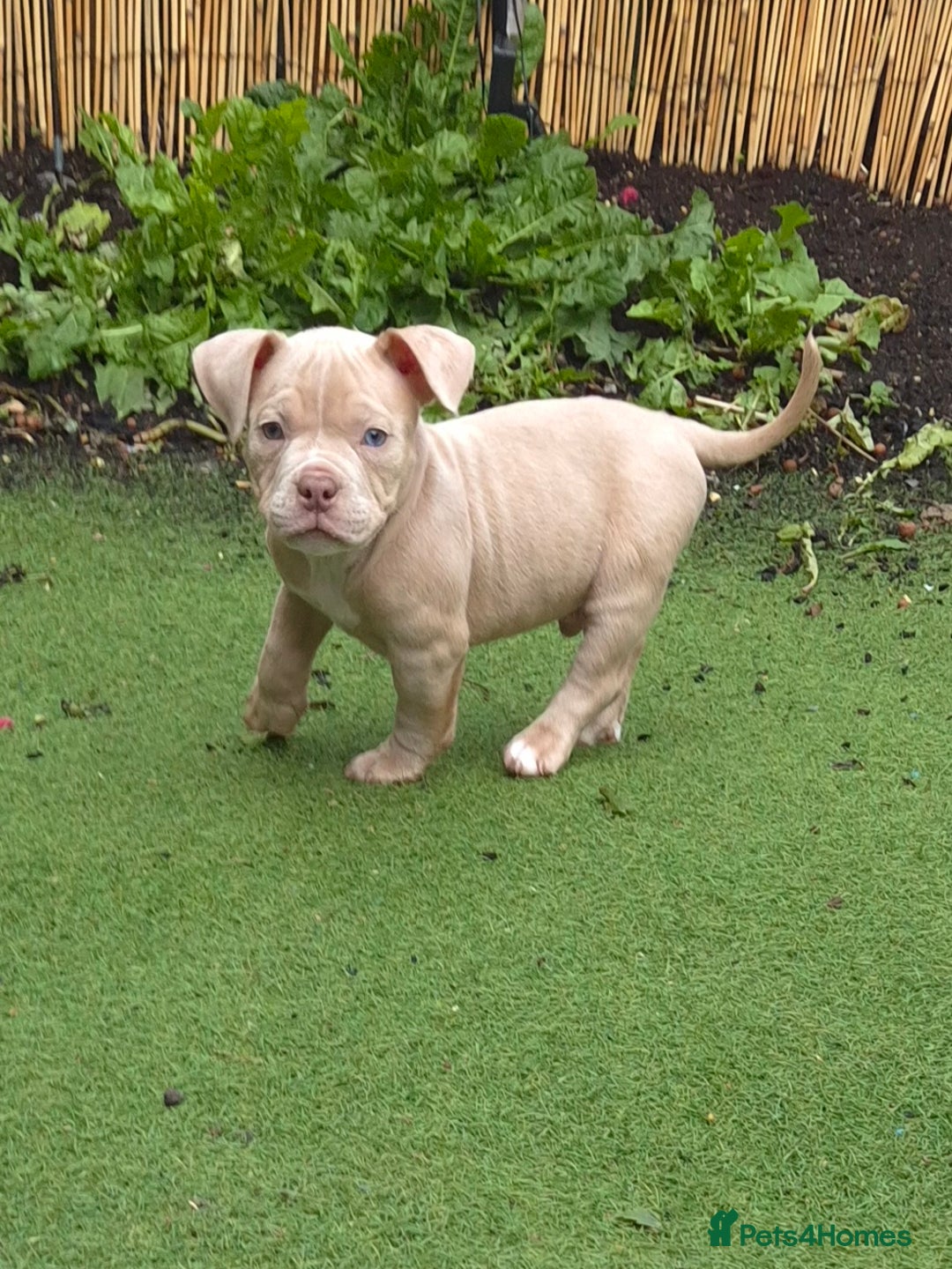 American Bully dogs for sale: Champagne, Chocolate, Merle Micro Pocket Bullys  in Wilmslow - Image 6