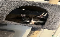 Domestic Shorthair cats for sale: 6 beautiful kittens ready for loving home  - Image 5