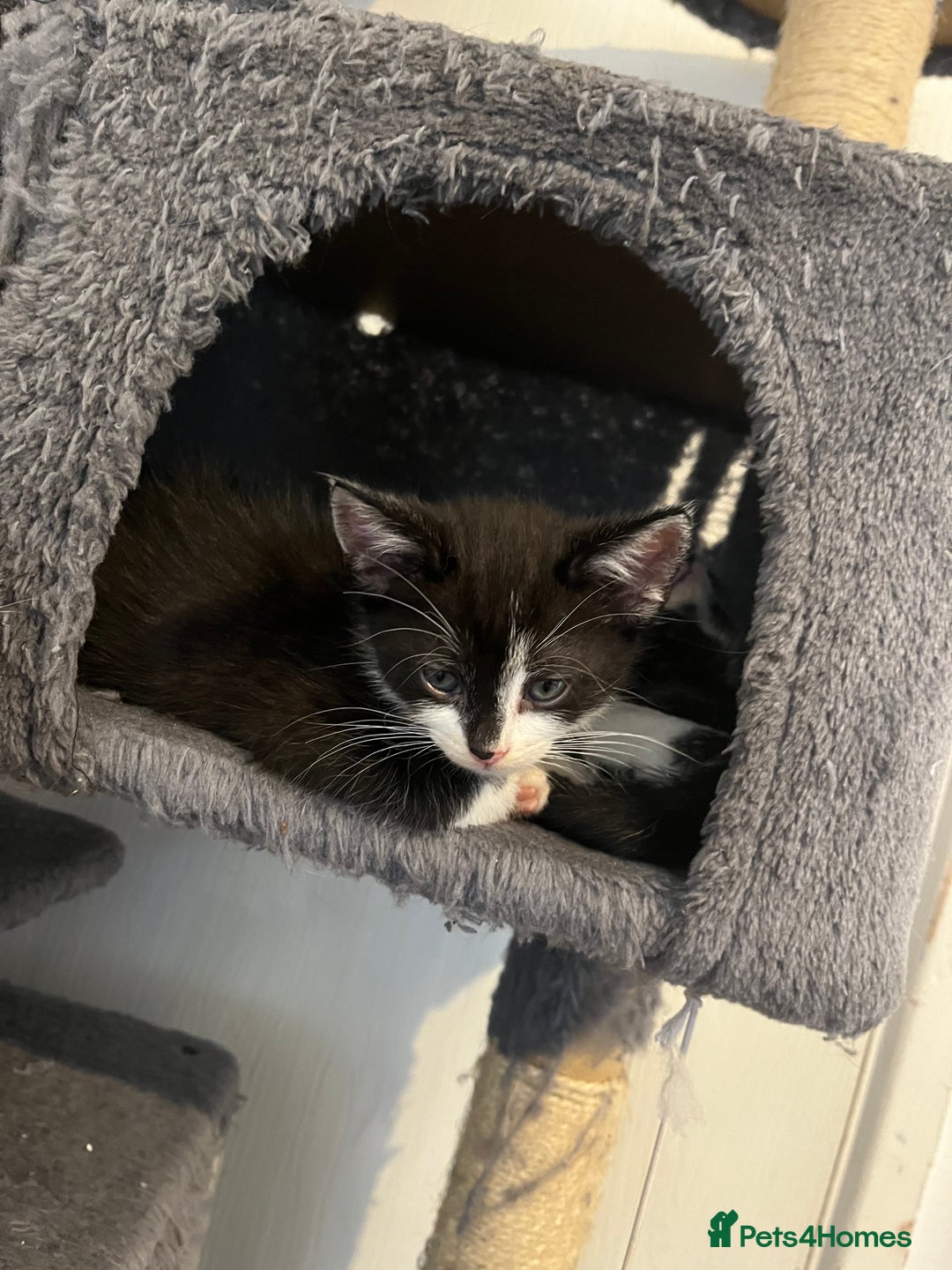 Domestic Shorthair cats for sale: 6 beautiful kittens ready for loving home  - Image 5