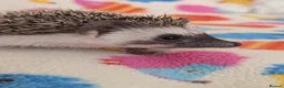 Pygmy Hedgehog rodents for sale: Stunning Hoglets Ready Now and to Reserve  in Romney Marsh - Advert 4