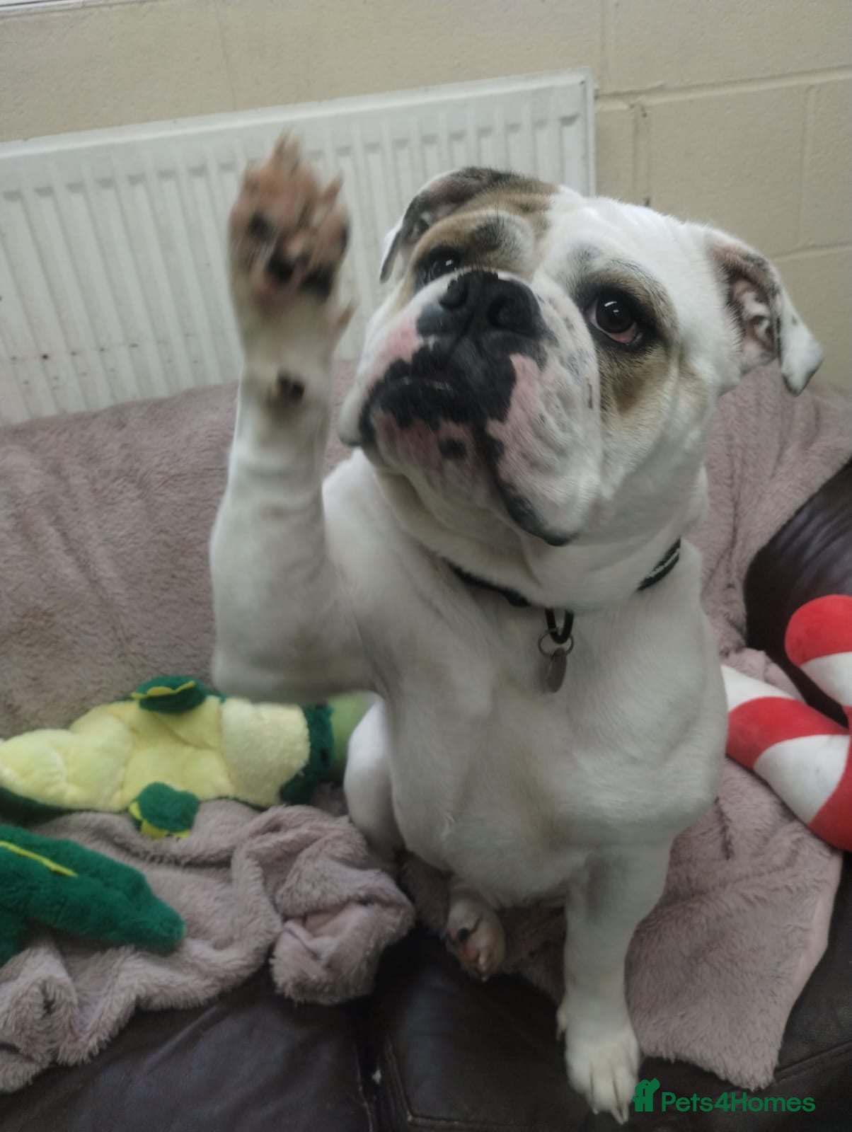 English Bulldog dogs Enid  - Advert 1