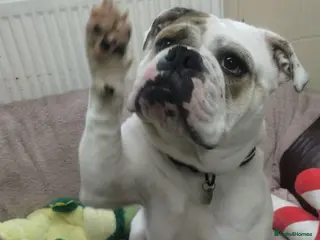 English Bulldog dogs Enid - Advert 1