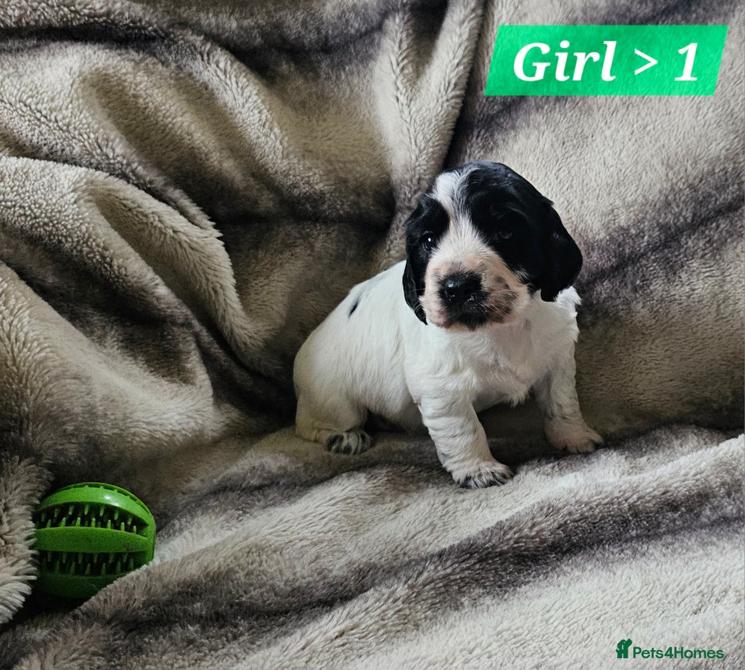 Cocker Spaniel dogs for sale: Goregous Litter of Cocker Spaniel Puppies  - Image 7
