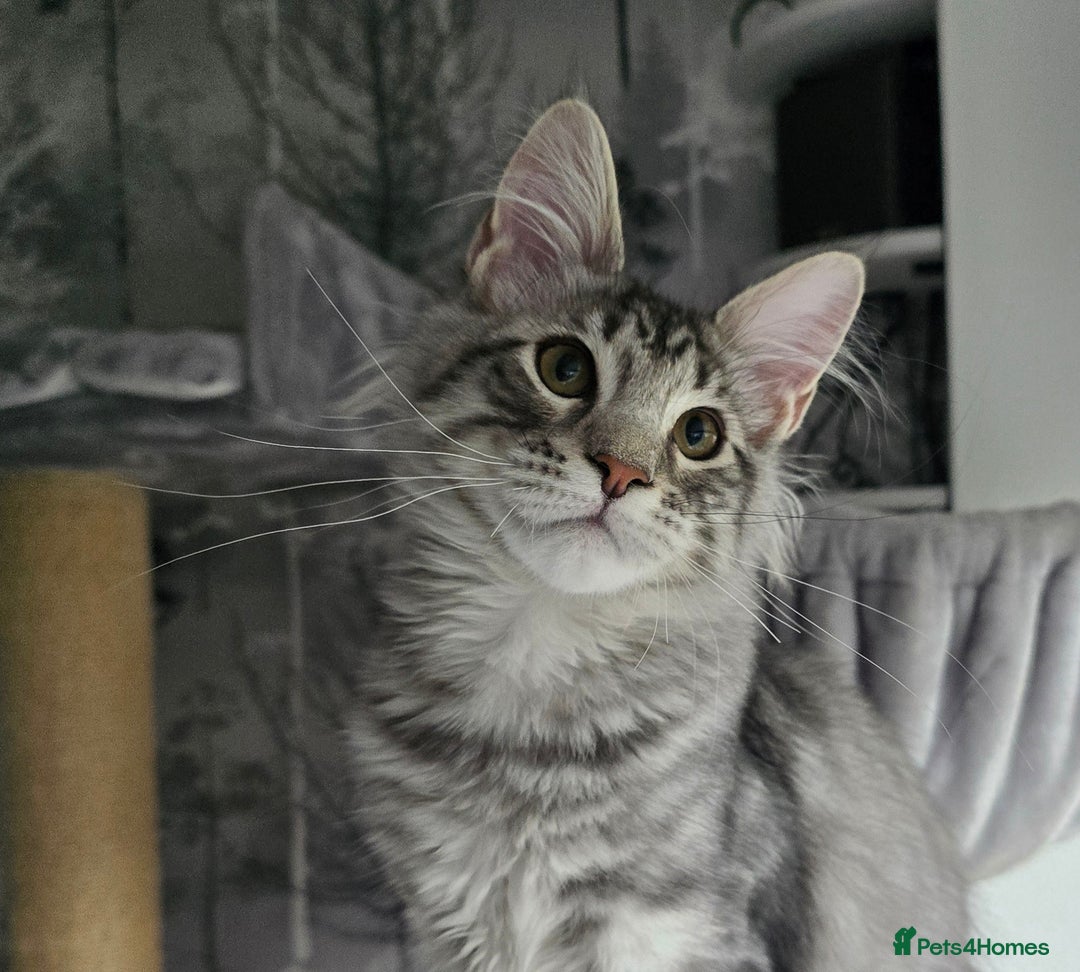 Maine Coon cats for sale: Last male Maine coon kitten READY European lines  - Image 2