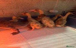 Ducks poultry for sale: 7 runner ducklings ducks Indian runner  - Image 3