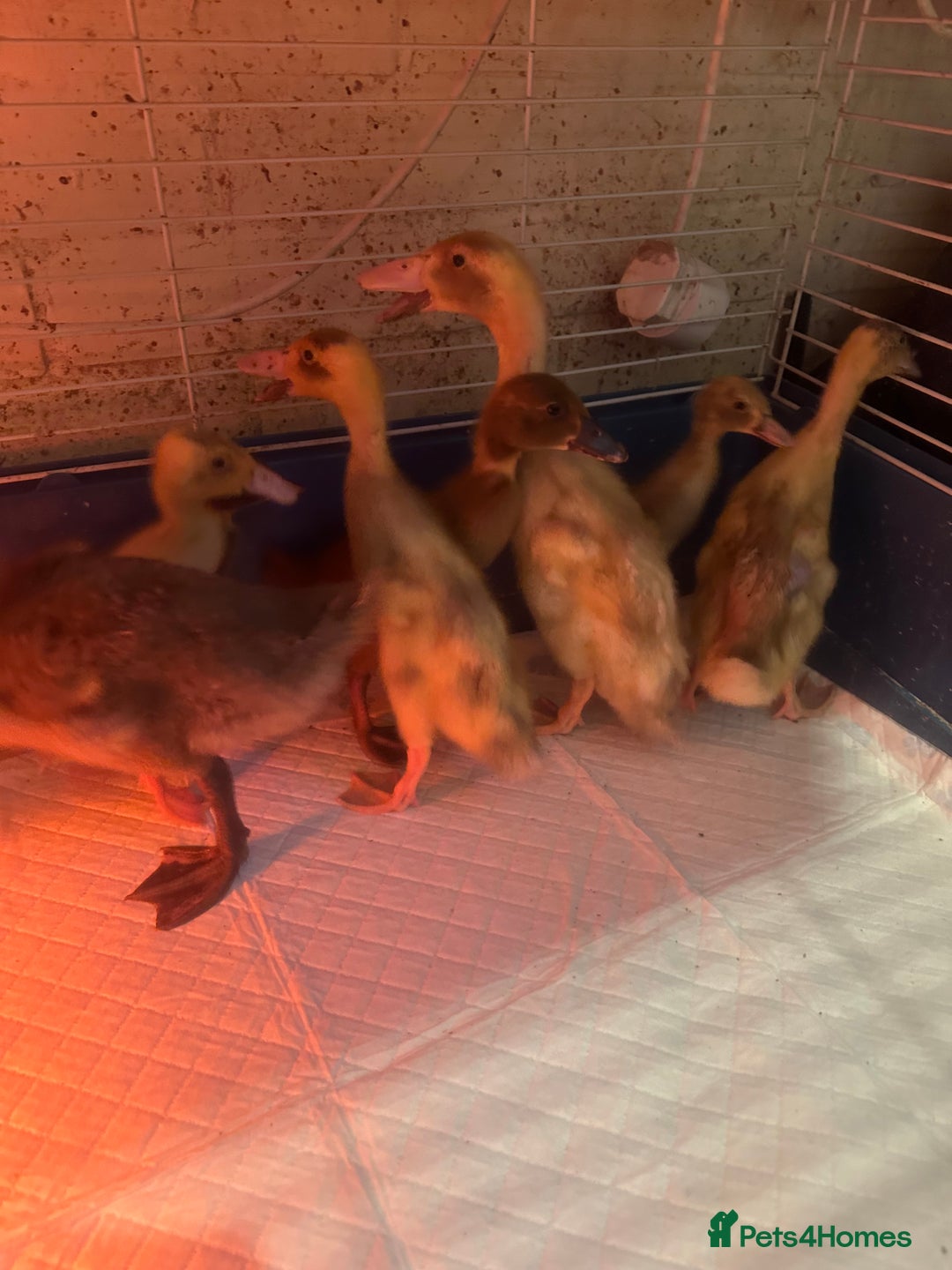 Ducks poultry for sale: 7 runner ducklings ducks Indian runner  - Image 3