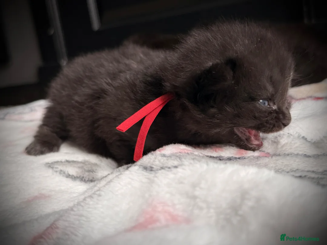 Ragcoon cats for sale: Ragcoon Kittens - Advert 18