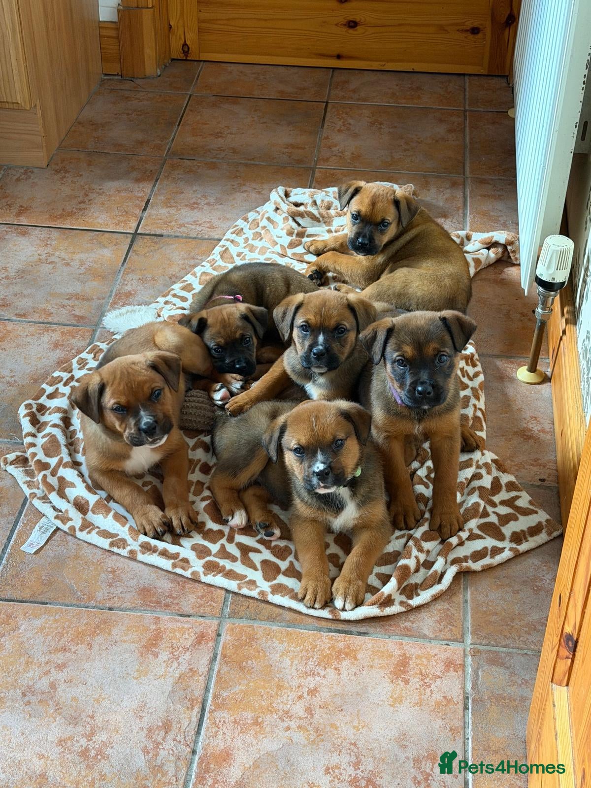 Boxweiler dogs Boxweiler pups - Advert 2