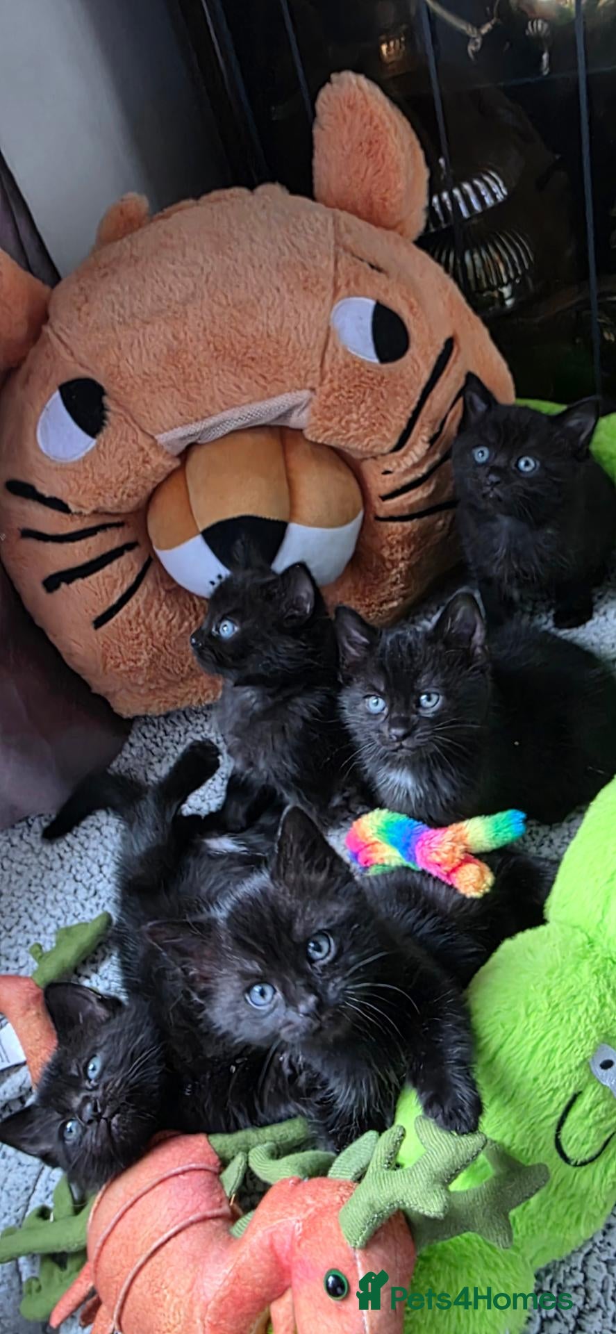 Scottish Fold cats for stud: We have 5 adorable kittens for sale  - Advert 2