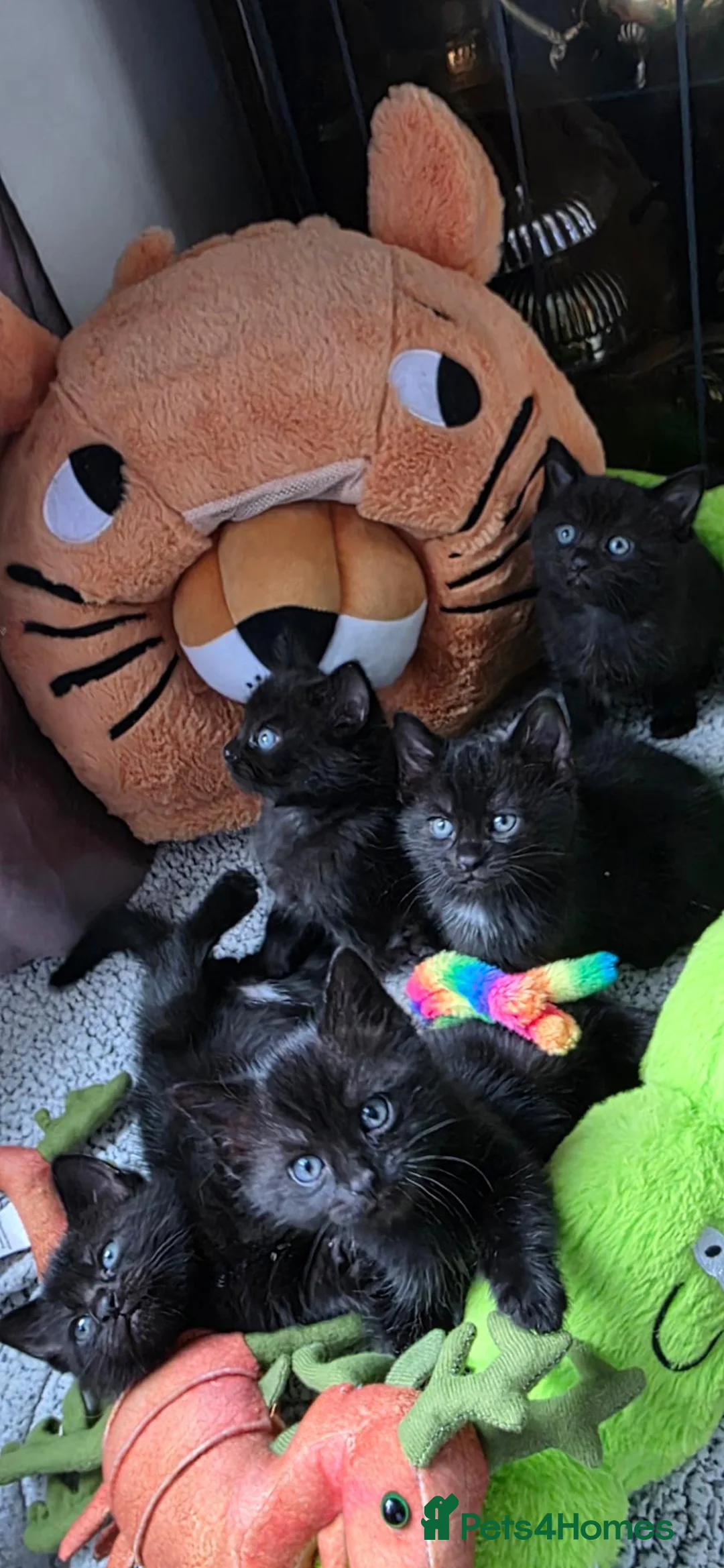 Scottish Fold cats for stud: We have 5 adorable kittens for sale  in Darlington - Advert 1