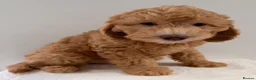 Goldendoodle dogs for sale: Fabulous Australian Doubledoodle Puppies  - Advert 17