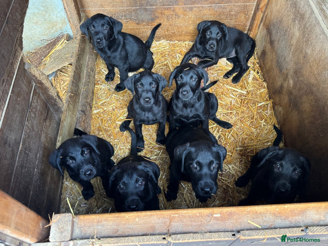Labrador Retriever dogs for sale: Labrador puppies - Image 1