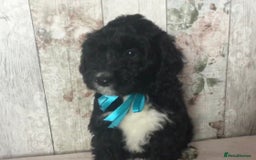 Bordoodle dogs for sale: Adorable & Confident Collie x poodle pups - Image 19