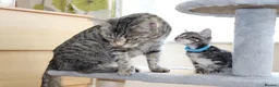 Mixed Breed cats for sale:  Lovely Kittens  Ready in 2 WEEKS - Advert 10