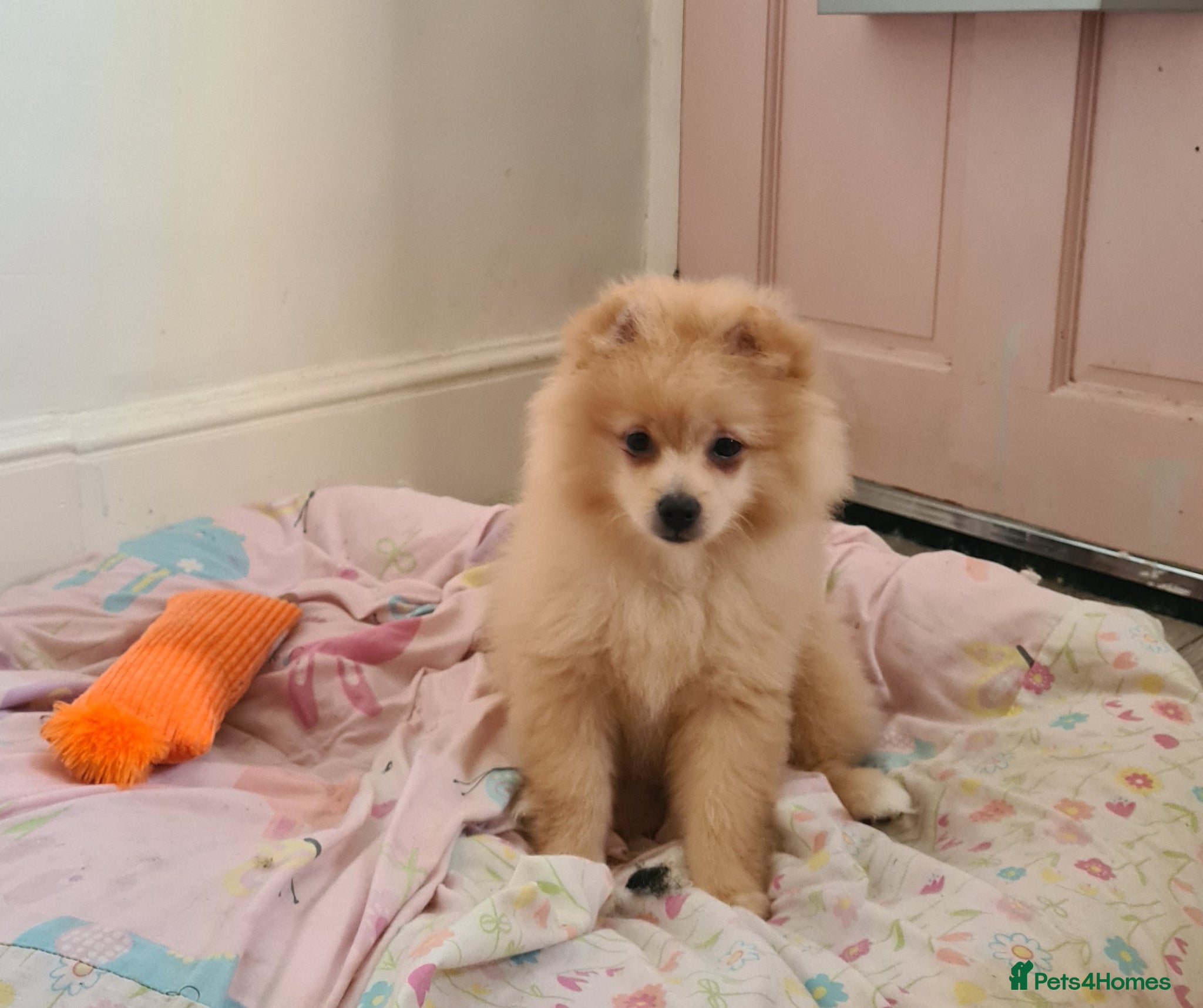 Pomeranian dogs for sale: 3 female pomeranian puppies  - Advert 11