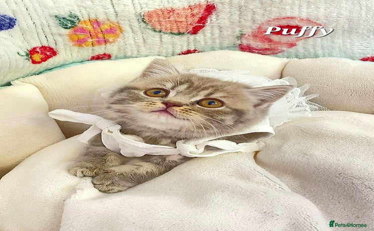 British Shorthair cats - Advert 14
