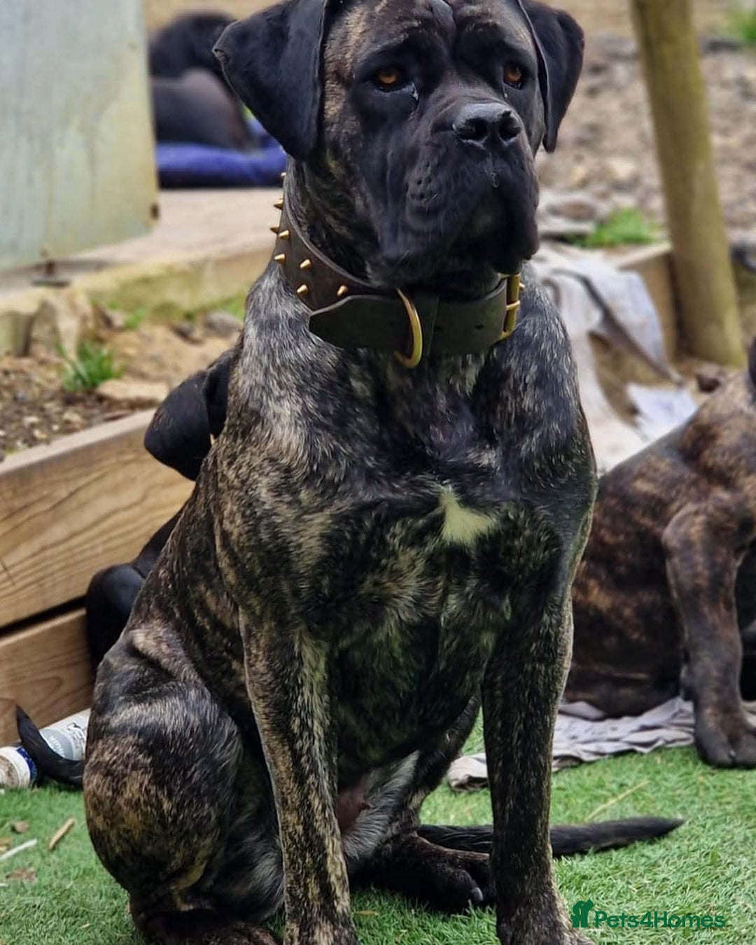 Cane Corso dogs for sale: Top quality  - Image 11