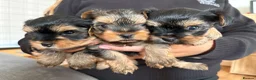 Yorkshire Terrier dogs for sale: Three stunning Yorkshire terrier puppies  - Advert 3