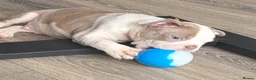 Boston Terrier dogs for sale: Ready now Stunning KC Boston Terrier puppies - Advert 20