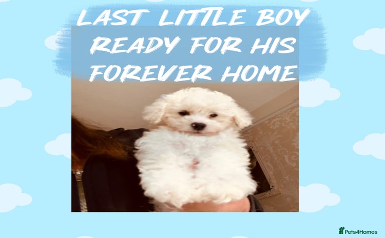 Poochon dogs - Advert 2