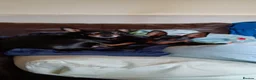 Miniature Pinscher dogs for sale: Pure breed Miniature Pinschers for sale  - Advert 12