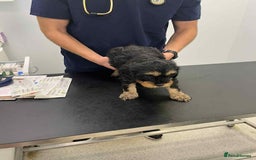 Cavapoo dogs for sale: Ruby &black n tan boys and girls  - Image 27
