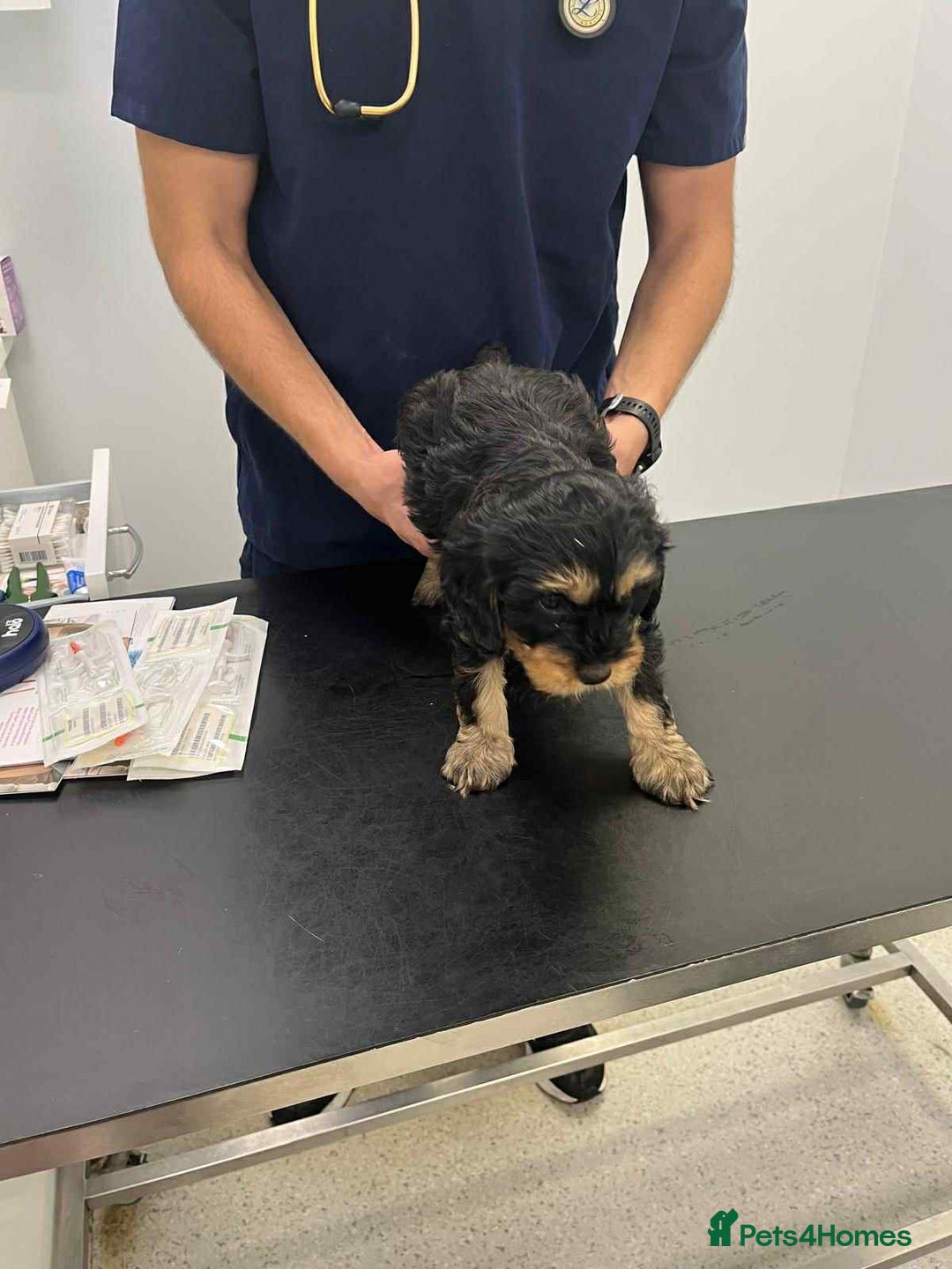 Cavapoo dogs for sale: Ruby &black n tan boys and girls  - Image 27