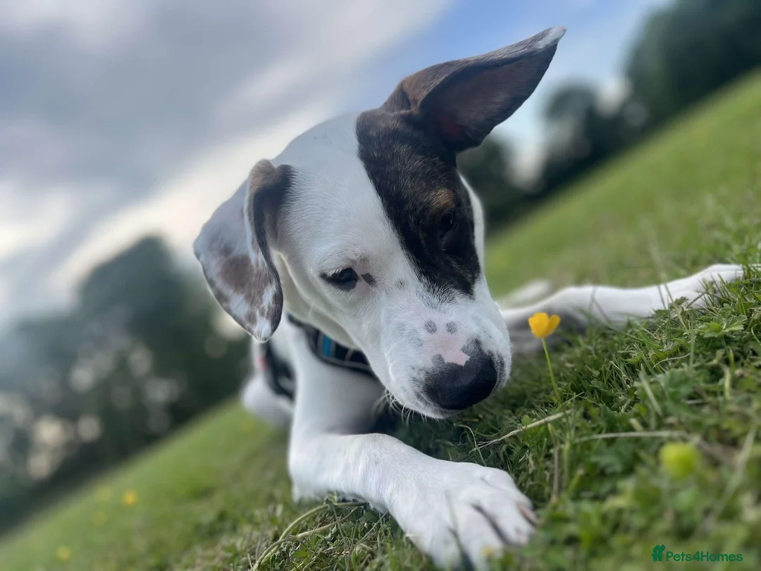 Mixed Breed dogs for sale: Rosco - Advert 2