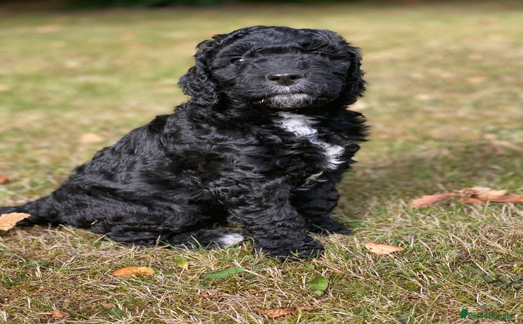 Australian Labradoodle dogs - Advert 1