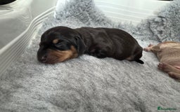 Miniature Dachshund dogs for sale: 🐾Stunning Miniature Dachshunds🐾🤩 - Image 10
