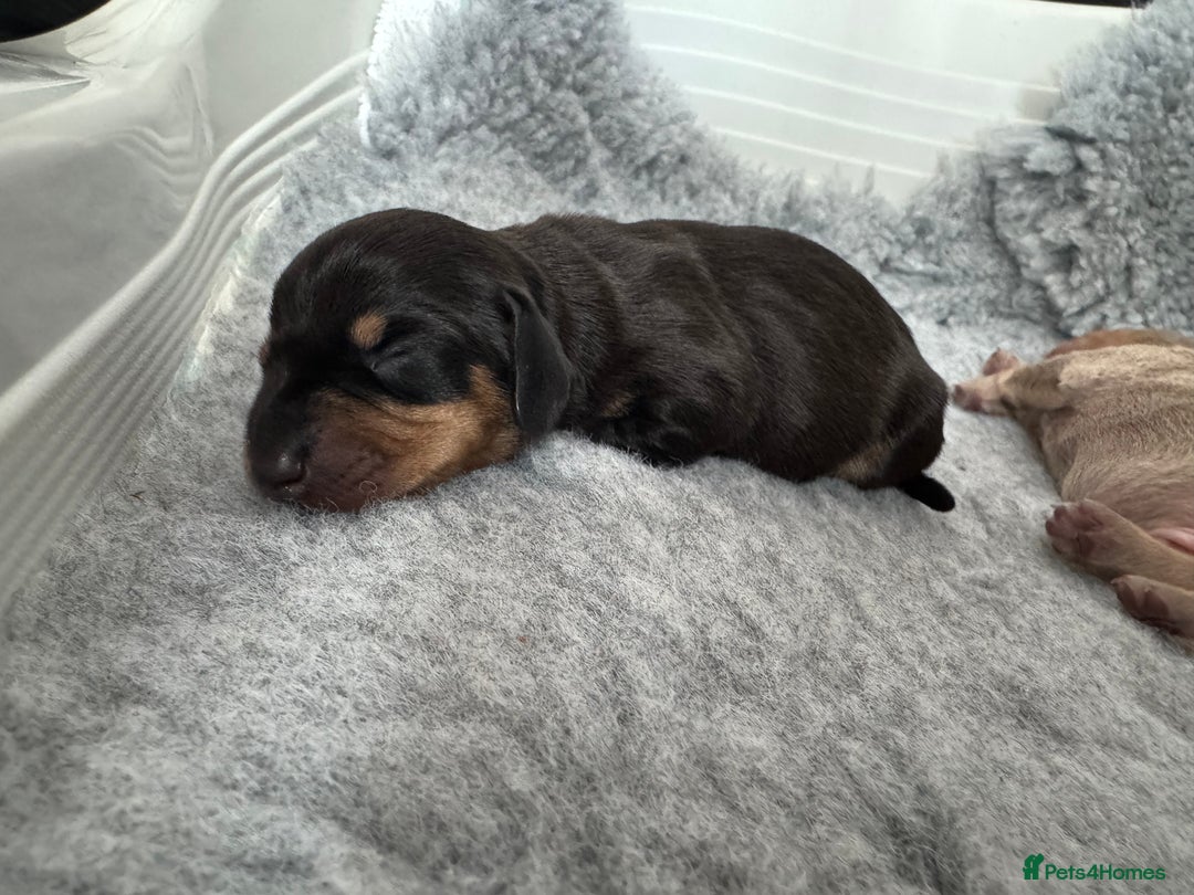 Miniature Dachshund dogs for sale: 🐾Stunning Miniature Dachshunds🐾🤩 - Image 10