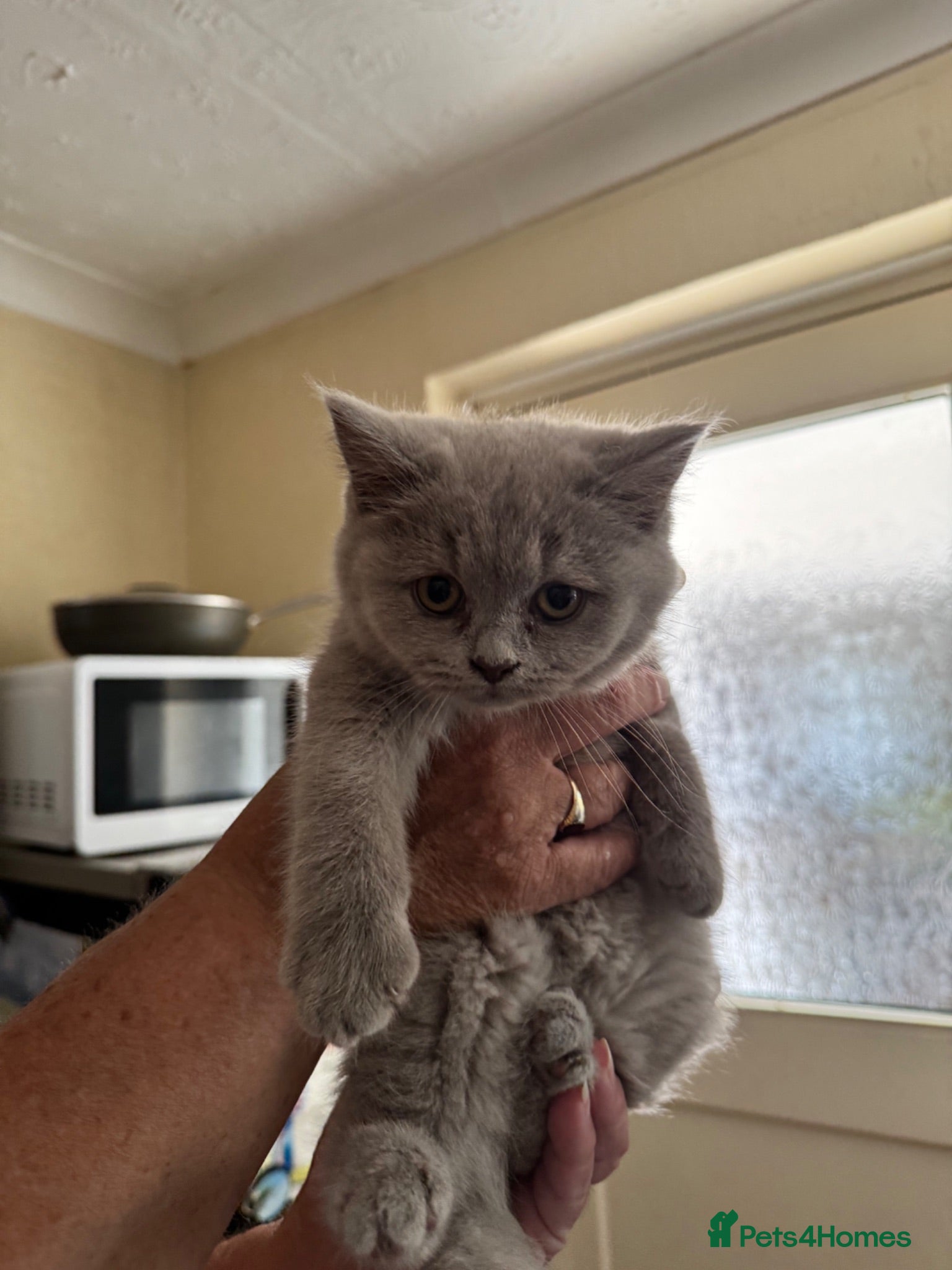 British Shorthair cats Lilac Female British Short Hair - Advert 1