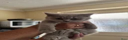 British Shorthair cats for sale: Lilac Female British Short Hair - Advert 1