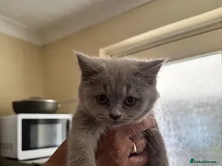 British Shorthair cats Lilac Female British Short Hair - Advert 11