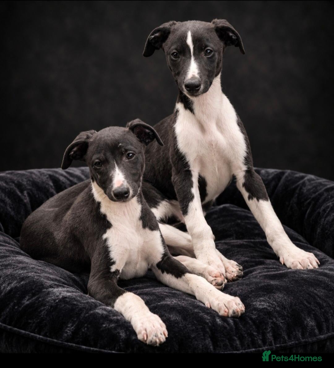 Whippet dogs Black & white kc whippets - Advert 5