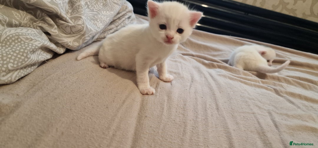 Mixed Breed cats for sale: Adorable white kittens  - Image 20