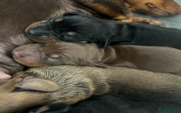 Miniature Dachshund dogs for sale: 1 left KC, PRA Clear, miniature dachshund pups  - Image 1