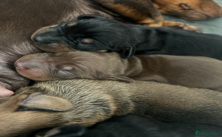 Miniature Dachshund dogs - Advert 16